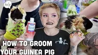 HOW TO GIVE YOUR GUINEA PIG A BATH✨🛁