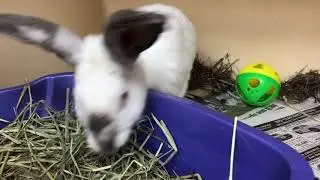 Park | Rabbits for Adoption | Animal Welfare Association | New Jersey Animal Adoption & Clinic