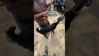 మిర్యాల అంగడిలో మేకల రేట్లు #viral #goat #cattleworld #trending #goatmarket #shorts #cattle #farm