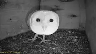 Barn Owl Nest Box camera 20/03/2024