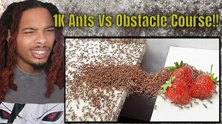 Ants Teamwork Is Actually SCARY!! | 1K Ants Vs Obstacles Reaction