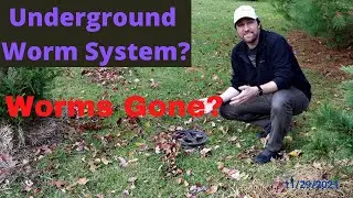 Underground Worm System Too Cold Worms are Gone!?! 11/29/2021