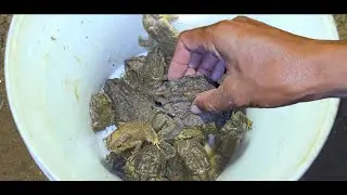 Catch Giant Toads, Small Black Toads, And Frogs, In The  Forest!