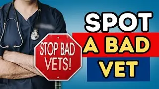 Bad Vet? How to Spot It&mdash;and What to Do