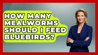 How Many Mealworms Should I Feed Bluebirds? - Bird Watching Diaries