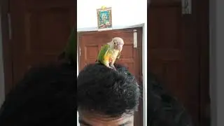 Pineapple Conure Hand Feeding | 1 Month old Conure | Pineapple Conure