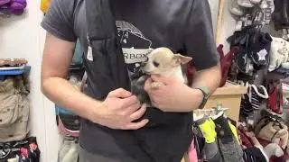 Buikdrager Soft Zwart | De Chihuahua Shop .nl