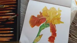 How to draw an Iris Flower #flowers #pencildrawing