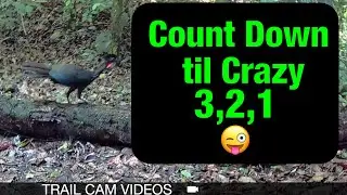Why is This Crested Guan Going Crazy?! 3 Minutes of Trail Cam Madness