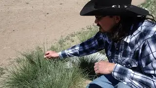 Seed Options for Indian Ricegrass Part 1
