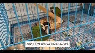 🐦 Enadhu sun conure yallam evalovu Low price haaaa🙄