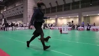 2025.12.21.JKC特別本部展　ベストインショー戦　BIS
