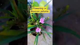 Flowering in Maxican petunia 👌🌿😋#thegardenglory #homegardening #ytshortstrending #floweringvine #yt