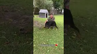 Hidden Emotions Revealed at Military dog Reunions #doglover
