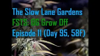TSL: FSTS - OG Grow Off Episode 11 (Yoda Soda)