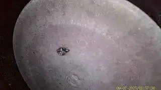 ЗАЗ Шанс