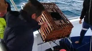 Crays