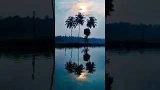 Calm Water Ambience & Palm Trees, Reflections