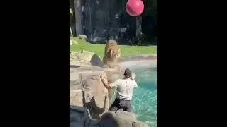 lion play with balloons 🤣#shorts