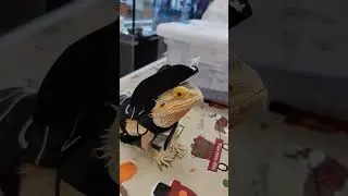 Top 5 cutest pet moments! #monitorlizard #pets #top5 #reptiles #venomoussnakes