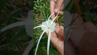 contoh tanaman monokotil
