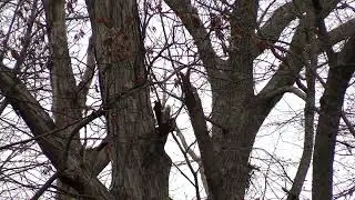 Deer Hunting with the Muzzleloader, Turkeys and a ton of Geese!
