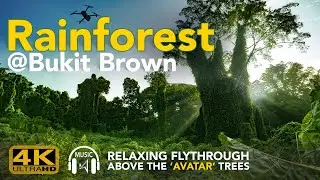 Rainforest at Bukit Brown - Relaxing flythrough above the &lsquo;Avatar' Trees
