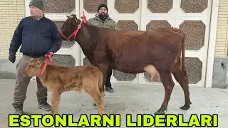 Hamza akadan yangi partiya bugun estonlarni bir birdan go'zallari keldi 30-yanvar, 2026