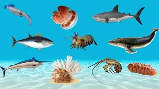 One Day in the Ocean: Shark, Lobster, Whale, Squid, Mantis shrimp, Jellyfish | Animal Life On Earth