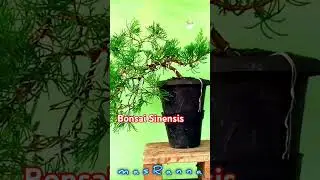 Tutorial Bonsai @masranna #shrots #bonsaisinensis #bonsaicemara #juniperchinencis #bonsaitree