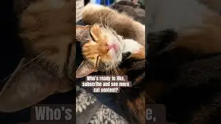Who wants to see more cat content? #catshorts #catsoftiktok