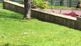 THE MAGPIE FORAGING FOR FOOD ( 37 ) #birds #animals #wildlife