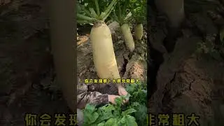 #Radish cultivation#Planting tips#Douyin helps agriculture rural areas and farmers#radish