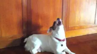 Dog Singing Sensation