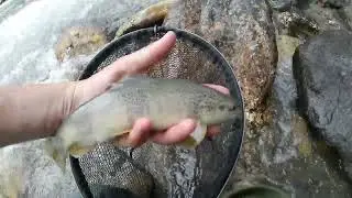 P&ecirc;che rapide 1h avant l'orage - Juin 2025 Hautes Alpes