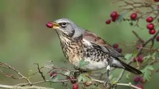Fieldfare call