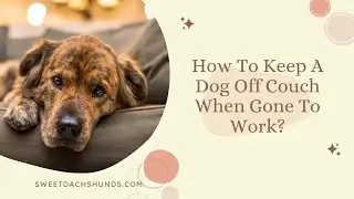 How To Keep A Dog Off Couch When Gone To Work?