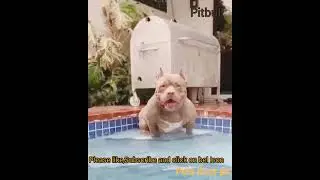 American Pitbull Dog, very agrassive dog breed, most papular dog breed in the word