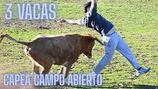 CAPEA CAMPO ABIERTO FINCA SAGRARIO MORENO CON 3 VACAS BRAVAS 