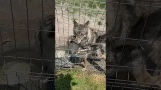 So Beautiful #wolf #love #youtubeshorts #shorts #trending #viralvideo