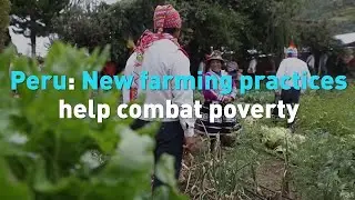 Peru: New farming practices help combat poverty