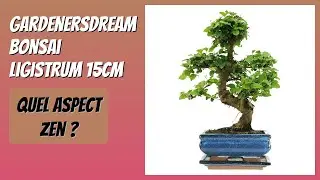 AVIS (2026) : GardenersDream Bonsai Ligistrum 15cm. DÉTAILS