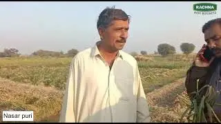Nasar puri By Rachna Agri Business