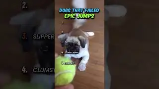 Dogs That Failed Epic Jumps