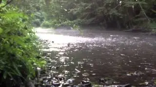 Moss Creek, near Mill-A, Wa.