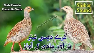 Male Female Francolin Shikar Sound | Desi Teetar Nar or Madi ki Awaz | Partrige Female Hunting Voice