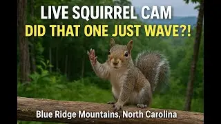 LIVE Squirrel Cam #2 🌩️ Close-Up Stump Cam During the Storm | Wildlife Weather Watch #livestream Cam