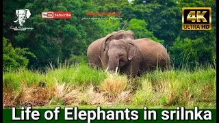The wild cub enjoying the freedom of the wild #shorts #elephant #india #wild #srilanka #wasgamuwa #