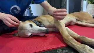 Cranial Nerve VII: Facial nerve testing in dogs