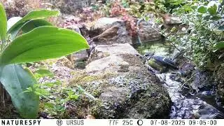 Nine Blue Tits (and a baby Robin)